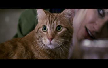 screenshoot for A Street Cat Named Bob